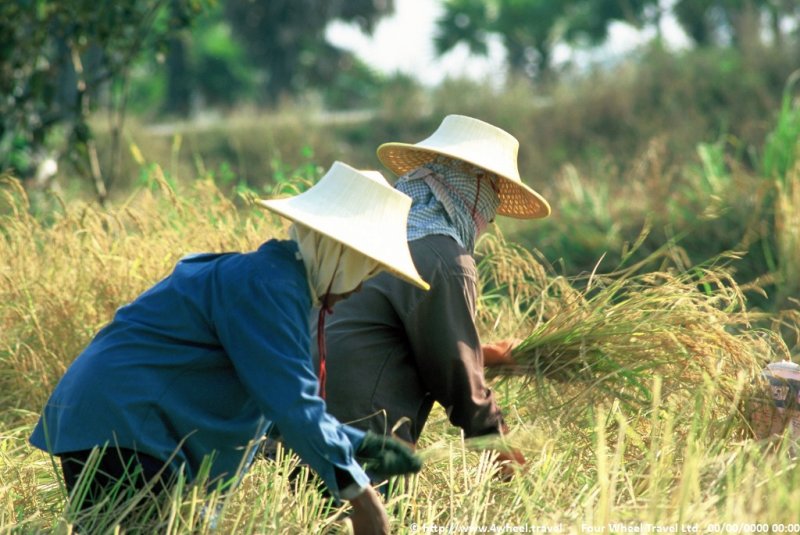 4x4Reisen Expedition, Expeditionstourismus, Buddhistisches Thailand entdecken Sie in einer 7 taegige Jeep Safari durch Nordthailand dessen buddhistische Kultur Autorundreisen Suedostasien , 4x4 Offroad Adventure Geländewagenreisen und Geländewagentouren in Südostasien, Abenteuer in Asien, Thailand, Laos, Kambodscha für Selbstfaher von Berlin nach Bangkok 1756696695  Mekong Issan Isan Isaan Reisen Jeep Safari Erwan Reisen Luxus Reisen Privat Reisen 4x4 Reisen Four Wheel Travel  Uwe Richter