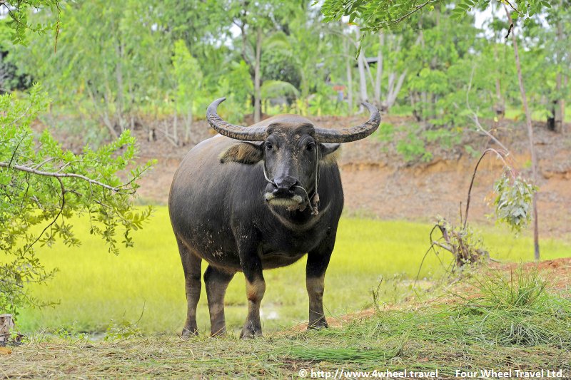 4x4Reisen Expedition, Expeditionstourismus, Das Goldene Dreieck eine 14 Tag private Jeep Safari in den Norden von Thailand Autorundreisen Suedostasien , 4x4 Offroad Adventure Geländewagenreisen und Geländewagentouren in Südostasien, Abenteuer in Asien, Thailand, Laos, Kambodscha für Selbstfaher von Berlin nach Bangkok 1756696516  Mekong Issan Isan Isaan Reisen Jeep Safari Erwan Reisen Luxus Reisen Privat Reisen 4x4 Reisen Four Wheel Travel  Uwe Richter