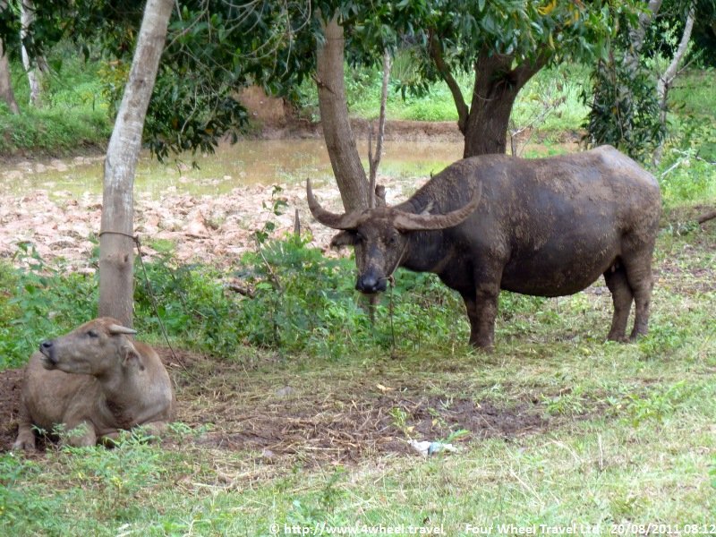 4x4Reisen Expedition, Expeditionstourismus, 4X4 Gelaendewagenrundreise als Expedition in Thailand und Kambodscha Tempel Flussdelphine Palmen Meer und exotische Schoenheiten gibt es zu entdecken , 4x4 Offroad Adventure Gel&auml;ndewagenreisen und Gel&auml;ndewagentouren in S&uuml;dostasien, Abenteuer in Asien, Thailand, Laos, Kambodscha f&uuml;r Selbstfaher von Berlin nach Bangkok 1772841919  4x4 Thailand 4x4 S&uuml;dostasien 4x4 Indochina 4x4 Laos 4x4 Kambodscha 4x4 Myanmar 