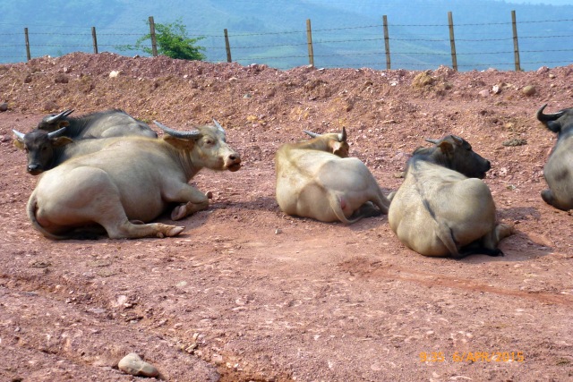 4x4Reisen Expedition, Expeditionstourismus, 7 bis 60 Tage privat gefuehrte 4x4 Rundreise durch Suedostasien (Thailand Kambodscha Laos und mehr) fuer 2 Personen , 4x4 Offroad Adventure Geländewagenreisen und Geländewagentouren in Südostasien, Abenteuer in Asien, Thailand, Laos, Kambodscha für Selbstfaher von Berlin nach Bangkok 1764961446  4x4 Thailand 4x4 Südostasien 4x4 Indochina 4x4 Laos 4x4 Kambodscha 4x4 Myanmar 