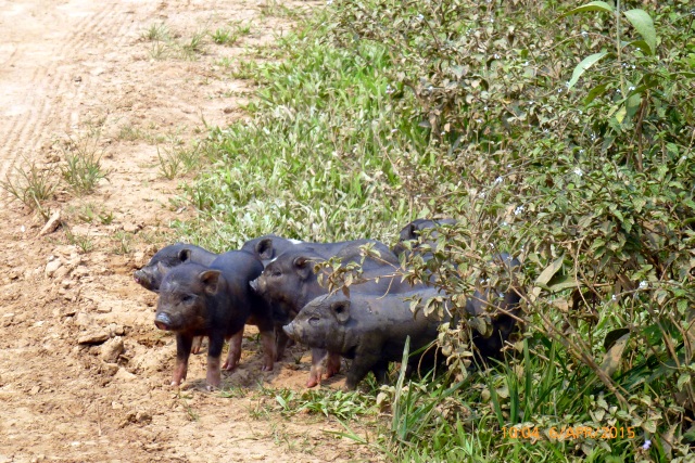 4x4Reisen Expedition, Expeditionstourismus, 7 bis 60 Tage privat gefuehrte 4x4 Rundreise durch Suedostasien (Thailand Kambodscha Laos und mehr) fuer 2 Personen , 4x4 Offroad Adventure Gel&auml;ndewagenreisen und Gel&auml;ndewagentouren in S&uuml;dostasien, Abenteuer in Asien, Thailand, Laos, Kambodscha f&uuml;r Selbstfaher von Berlin nach Bangkok 1773069635  4x4 Thailand 4x4 S&uuml;dostasien 4x4 Indochina 4x4 Laos 4x4 Kambodscha 4x4 Myanmar 