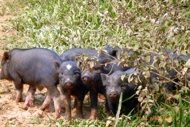 4x4Reisen Expedition, Expeditionstourismus, 7 bis 60 Tage privat gefuehrte 4x4 Rundreise durch Suedostasien (Thailand Kambodscha Laos und mehr) fuer 2 Personen , 4x4 Offroad Adventure Gel&auml;ndewagenreisen und Gel&auml;ndewagentouren in S&uuml;dostasien, Abenteuer in Asien, Thailand, Laos, Kambodscha f&uuml;r Selbstfaher von Berlin nach Bangkok 1772841908  4x4 Thailand 4x4 S&uuml;dostasien 4x4 Indochina 4x4 Laos 4x4 Kambodscha 4x4 Myanmar 