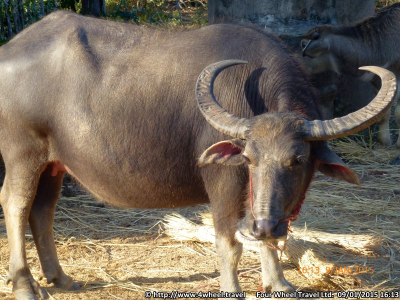 4x4Reisen Expedition, Expeditionstourismus, Jeep Safari durch den Isaan entlang dem Mekong Autorundreisen Suedostasien , 4x4 Offroad Adventure Geländewagenreisen und Geländewagentouren in Südostasien, Abenteuer in Asien, Thailand, Laos, Kambodscha für Selbstfaher von Berlin nach Bangkok 1764961272  Mekong Issan Isan Isaan Reisen Jeep Safari Thailand Jeep Safari Isan Reisen Erwan Reisen Luxus Reisen Privat Reisen 4x4 Reisen Four Wheel Travel  Uwe Richter