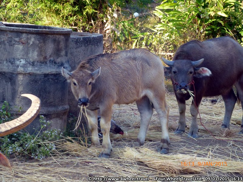 4x4Reisen Expedition, Expeditionstourismus, Jeep Safari durch den Isaan entlang dem Mekong , 4x4 Offroad Adventure Geländewagenreisen und Geländewagentouren in Südostasien, Abenteuer in Asien, Thailand, Laos, Kambodscha für Selbstfaher von Berlin nach Bangkok 1760627034  Mekong Issan Isan Isaan Reisen Jeep Safari Thailand Jeep Safari Isan Reisen Erwan Reisen Luxus Reisen Privat Reisen 4x4 Reisen Four Wheel Travel  Uwe Richter